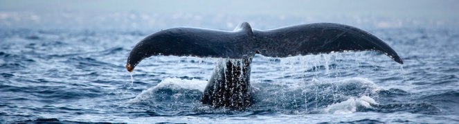 header-whales